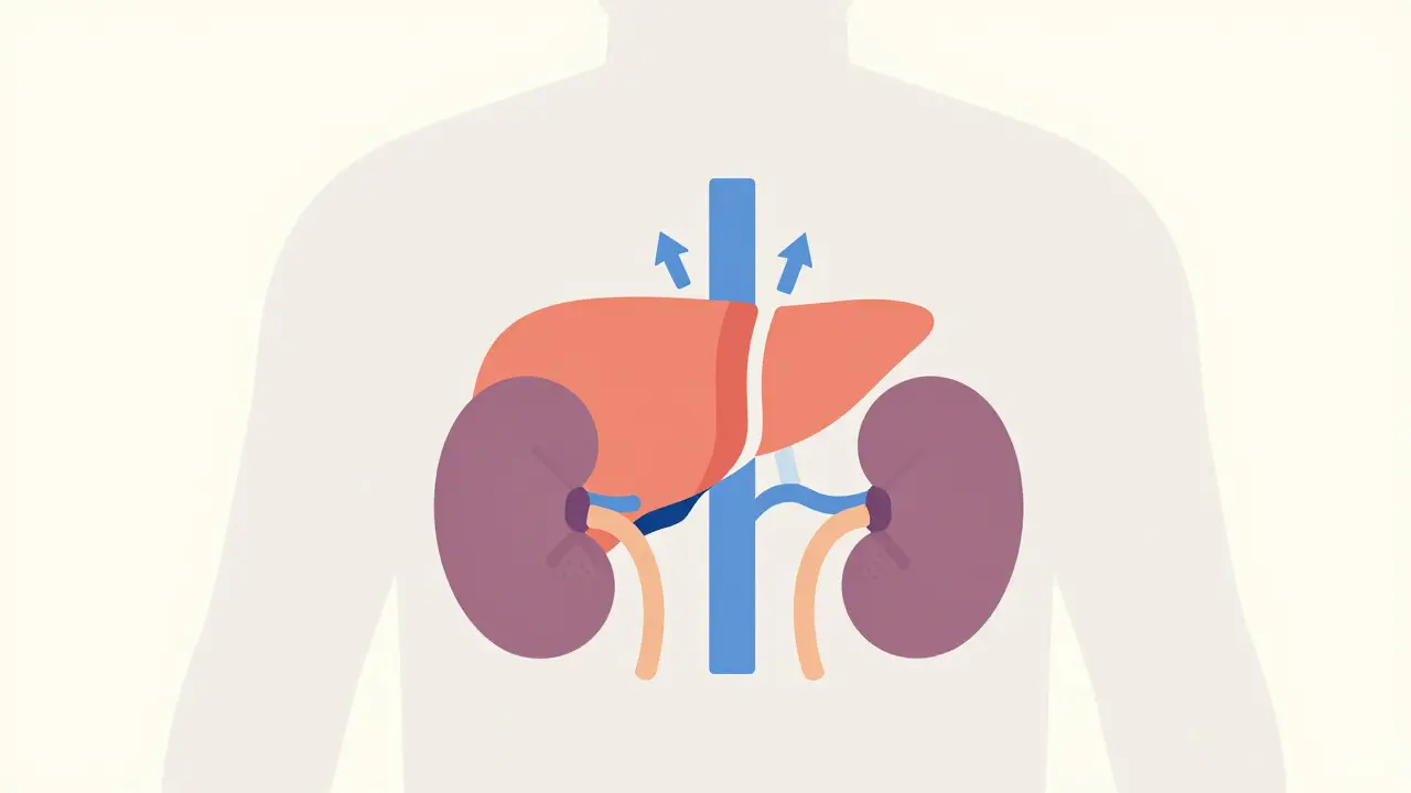 How Liver and Kidney Changes Affect Drug Metabolism in Older Adults